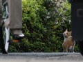 今日のねこさん；2009/02/16