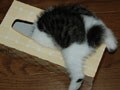 今日のねこさん；2009/02/18