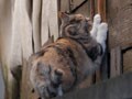 今日のねこさん；2009/03/06