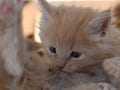 今日のねこさん；2009/03/10