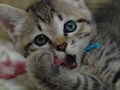 かわいい猫のしぐさランキング！１～５位