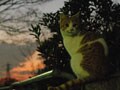 今日のねこさん；2009/03/11