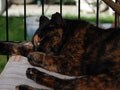 今日のねこさん；2009/03/12