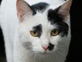 今日のねこさん；2009/03/17