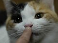 かわいい猫のしぐさランキング！６～１０位