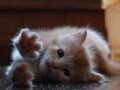 今日のねこさん；2009/03/23