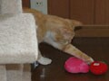 今日のねこさん；2009/04/10