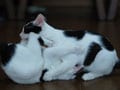 今日のねこさん；2009/04/13