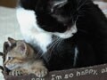 今日のねこさん；2009/04/14