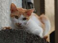 今日のねこさん；2009/04/15