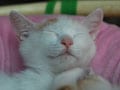 今日のねこさん；2009/04/16