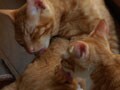 今日のねこさん；2009/04/17