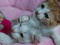 今日のねこさん；2009/04/20