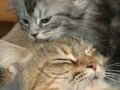 今日のねこさん；2009/04/21