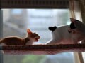 今日のねこさん；2009/04/22