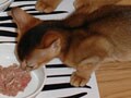 今日のねこさん；2009/05/04