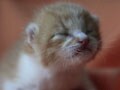 今日のねこさん；2009/05/05