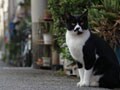 今日のねこさん；2009/05/11