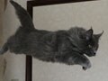 今日のねこさん；2009/05/20