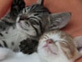 赤ちゃん猫、成長中♪