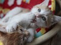 今日のねこさん；2009/06/15