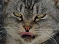 今日のねこさん；2009/06/30