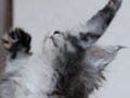 今日のねこさん；2009/07/06