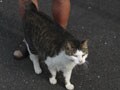 シッポから読み取る猫の気持ち