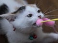 今日のねこさん；2009/07/21