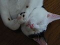 今日のねこさん；2009/08/26