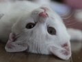 今日のねこさん；2009/09/10
