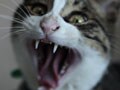 今日のねこさん；2009/10/05