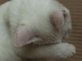 今日のねこさん；2009/10/07