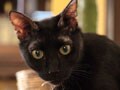 漫画家さんちの猫：村田順子先生