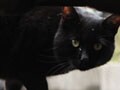 今日のねこさん；2009/10/14