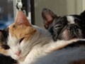 今日のねこさん；2009/10/22