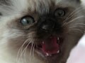 今日のねこさん；2009/10/23