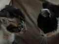 今日のねこさん；2009/10/26