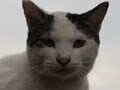 今日のねこさん；2009/10/27