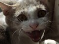 今日のねこさん；2009/10/29