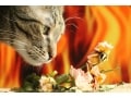 猫にとって毒・危険な花と植物！食べてはいけない植物リスト