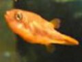 超小型淡水フグ　゛アベニーパッファー゛を飼おう！　わずか2cmの゛癒し系　熱帯魚゛
