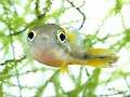 初めてでも飼い易い熱帯魚