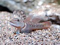 親子で学ぶ、川魚の飼育