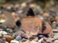 図鑑から探る、今年の人気！熱帯魚BEST５
