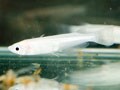 平成のメダカの学校には、色々な生徒が。