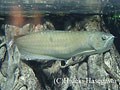 ラクラク飼育! 熱帯魚で癒し時間