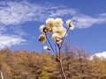 おばあちゃんの家事ごよみ＊10月＊