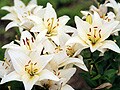 宗教別の供物・供花の捧げ方一覧