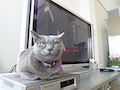 これですっきり！テレビとのイイ関係